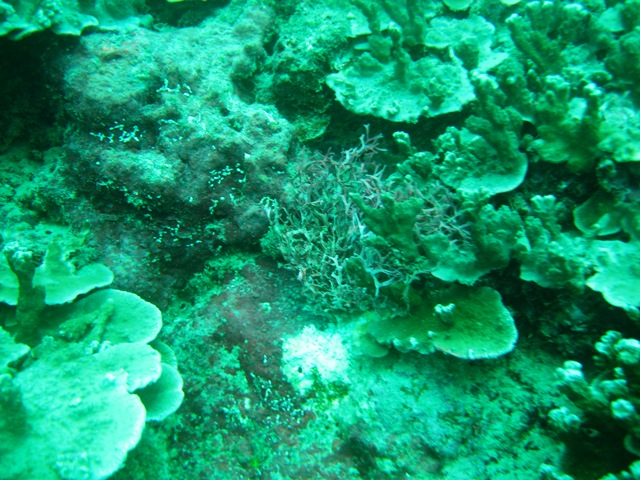 [Corals.jpg]