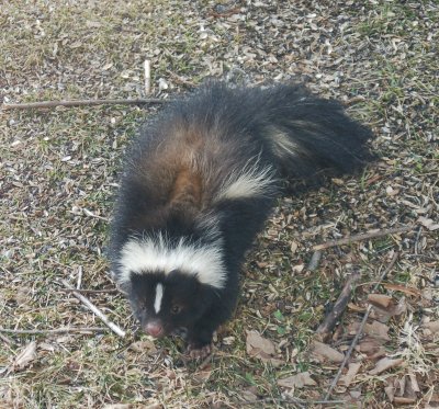 skunk under bird feeder