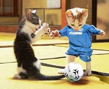 [Soccer+Cats.bmp]