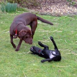 [Dogs+in+action+2.jpg]