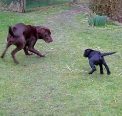 [Dogs+in+action+2a.jpg]