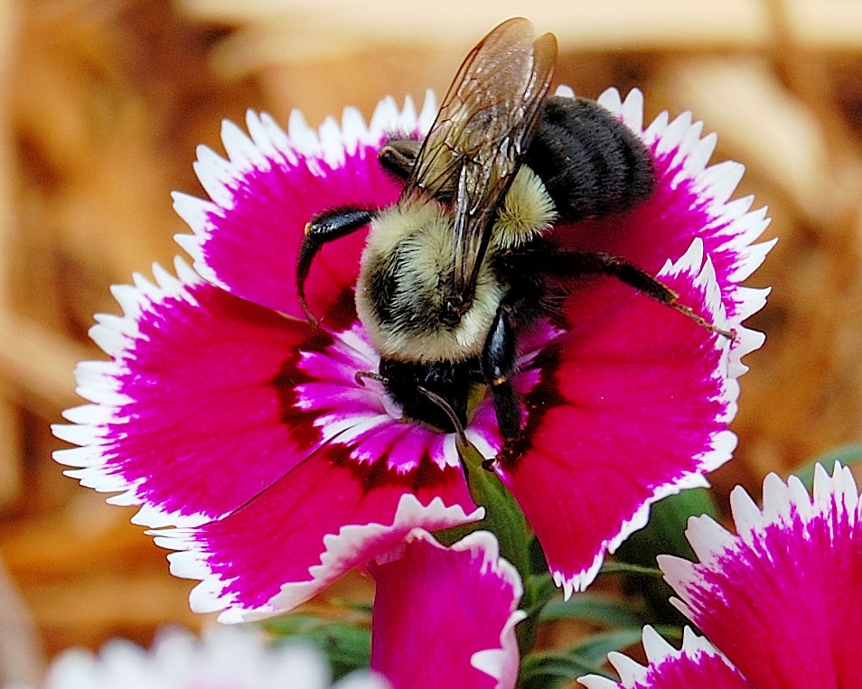 [honey+bee+12007-06-03.JPG]