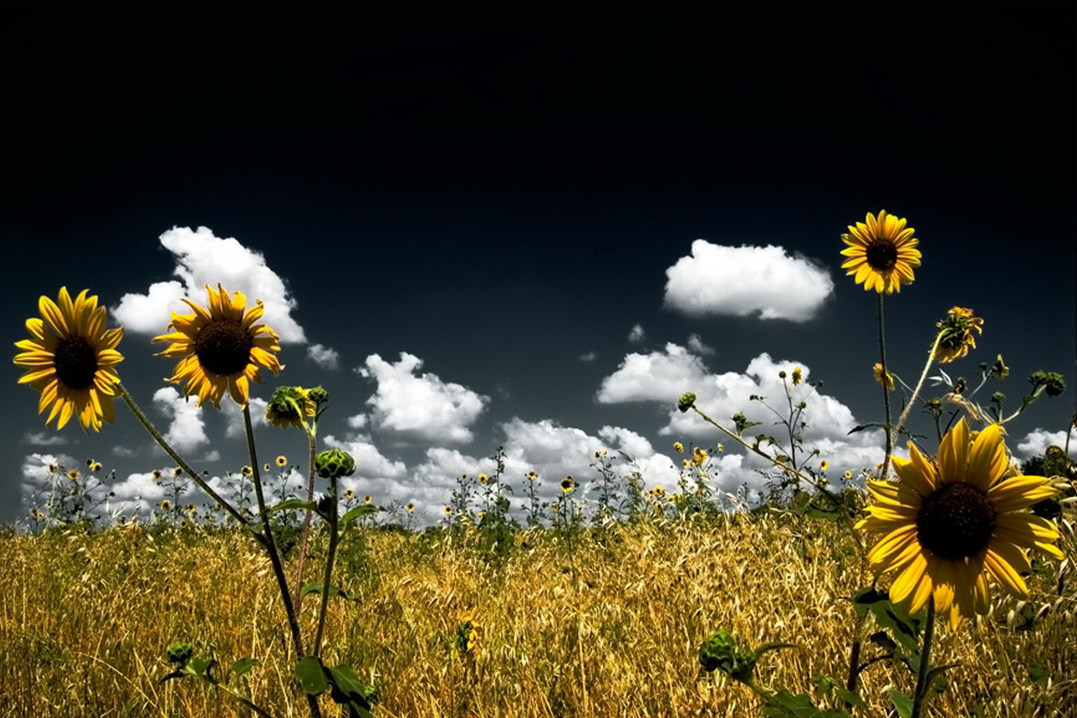 [Sunflower+Field.jpg]