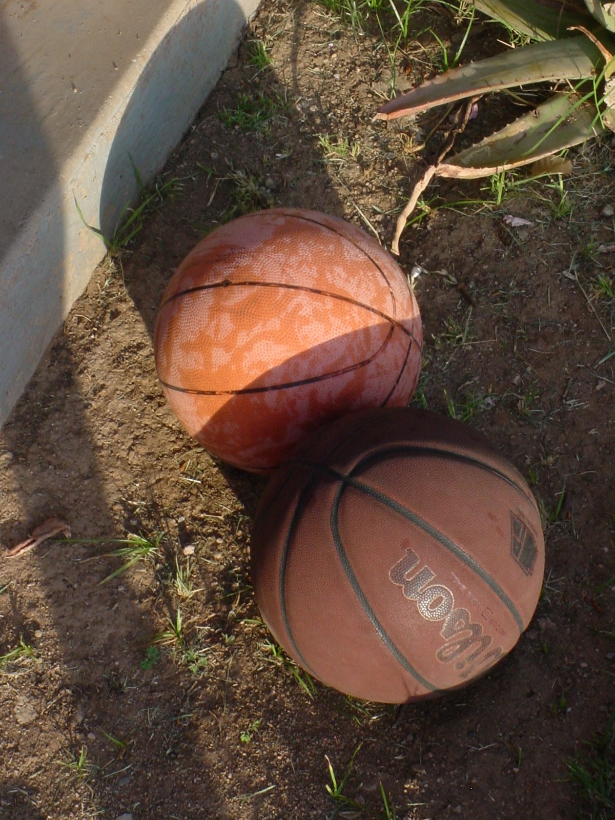 [We+Plant+Basketballs.jpg.jpg]
