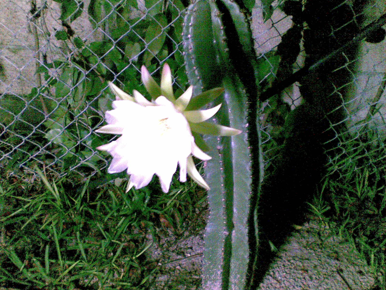 [Cactus+II.jpg]