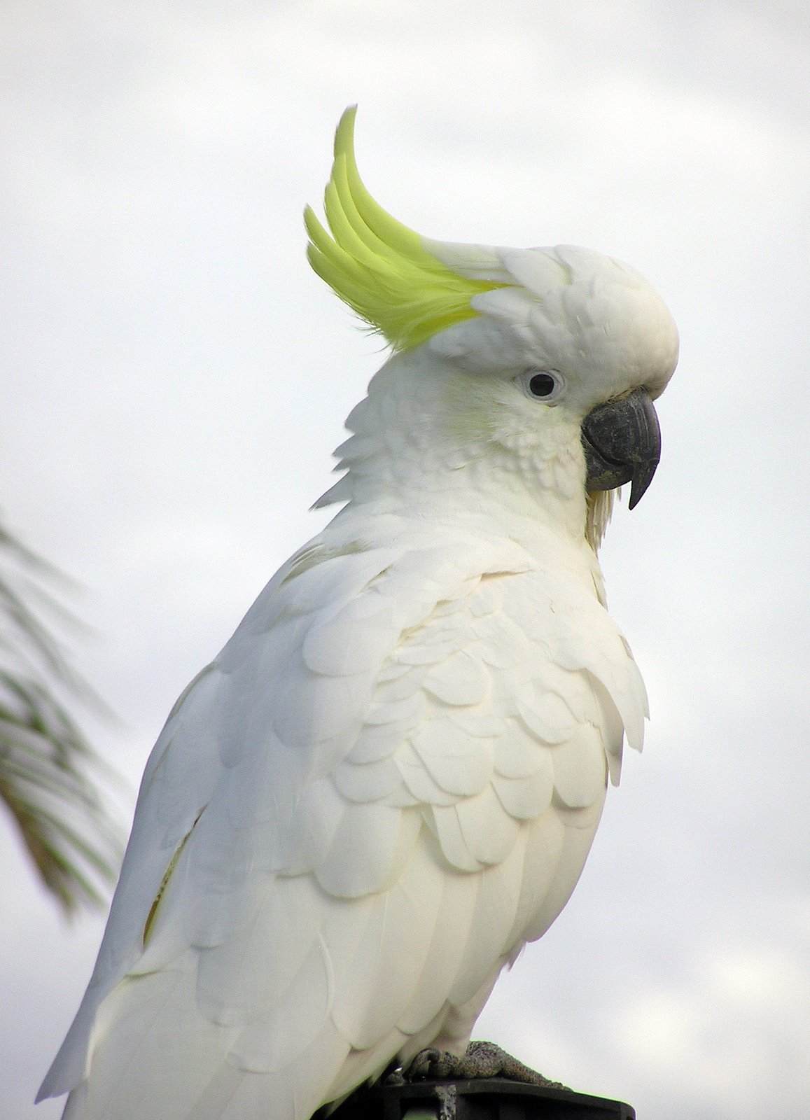 [Close-up+of+Sulphar+Crested+Cockatoo+7.jpg]