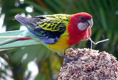 [Eastern+Rosella+on+Bell+1+cropped+(Small).jpg]