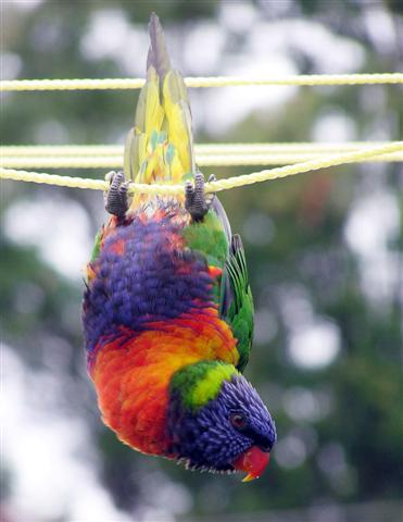 [Lorikeet+hanging+upside+down+3+cropped+and+brightened+(Small).jpg]