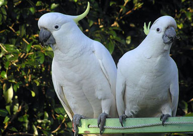 [Pair+of+Sulphar+Crested+Cockatoos+for+frame+(Small).jpg]