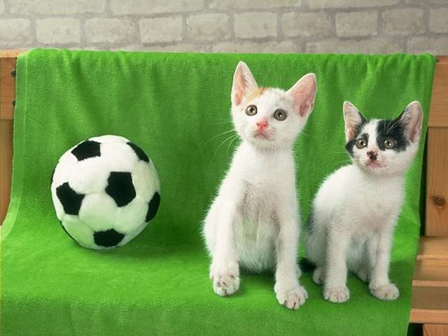 [furr+ball+cat.jpg]
