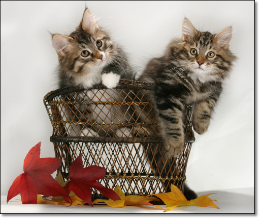 [cats+basket.jpg]