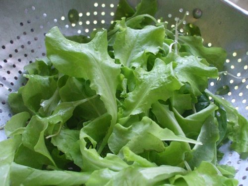 [lettuce_007.jpg]