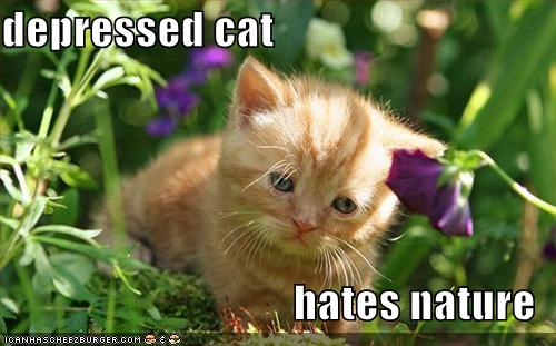 [funny-pictures-depressed-cat.jpg]