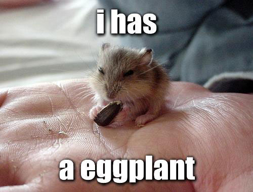 [i-has-a-eggplant.jpg]