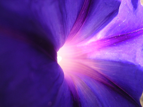 [mw.purple.flower.big]