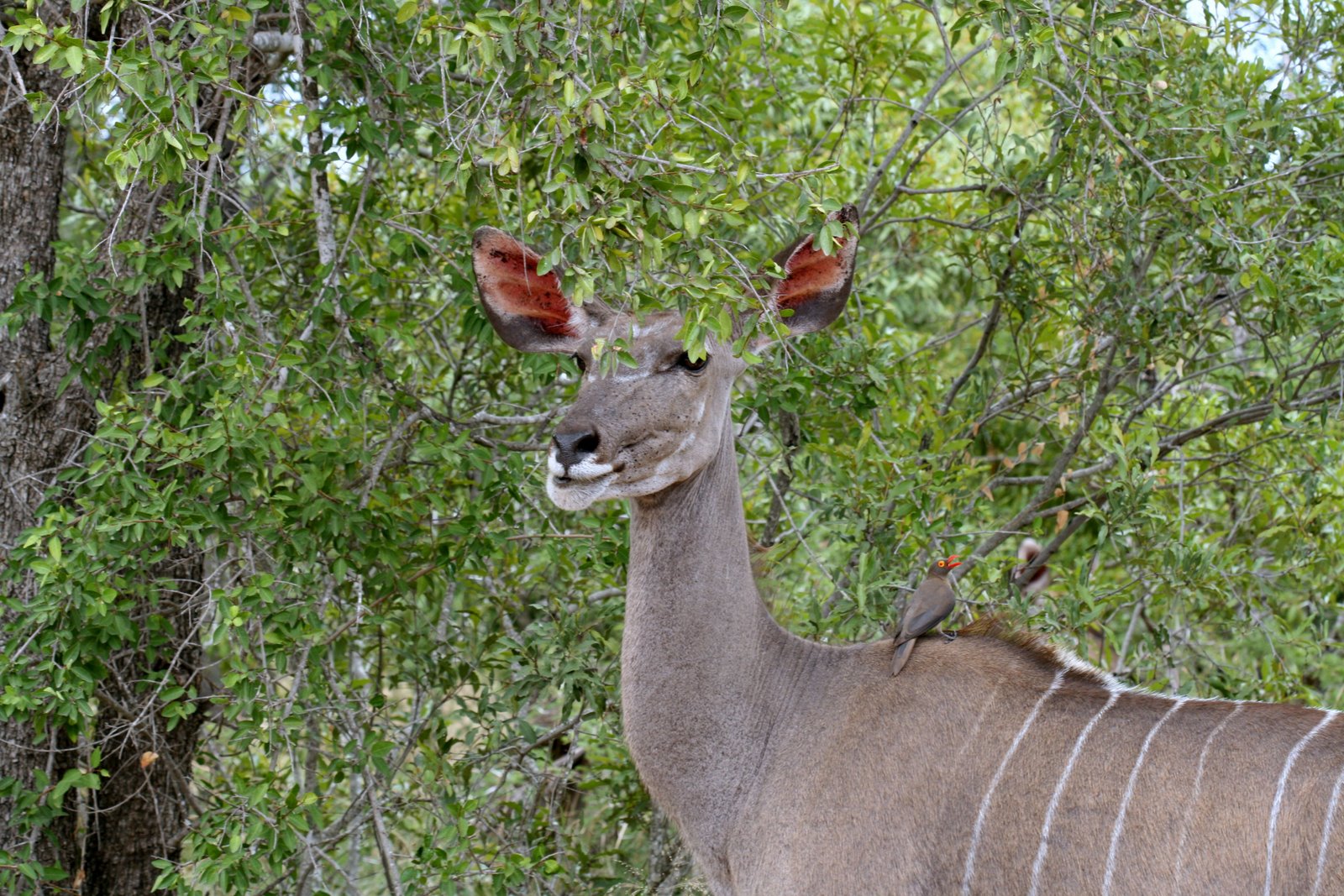 [kudu+-+big+ears+and+an+oxpecker.JPG]