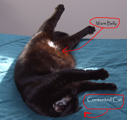 [warm+belly+cat,+smaller+copy.jpg]