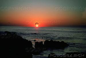 [usa-california-big-sur-seagull-flying-over-sea-during-sunset-~-MEDWT36003.jpg]