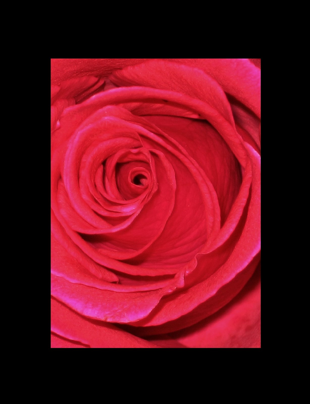 [rose+closeup+center.jpg]