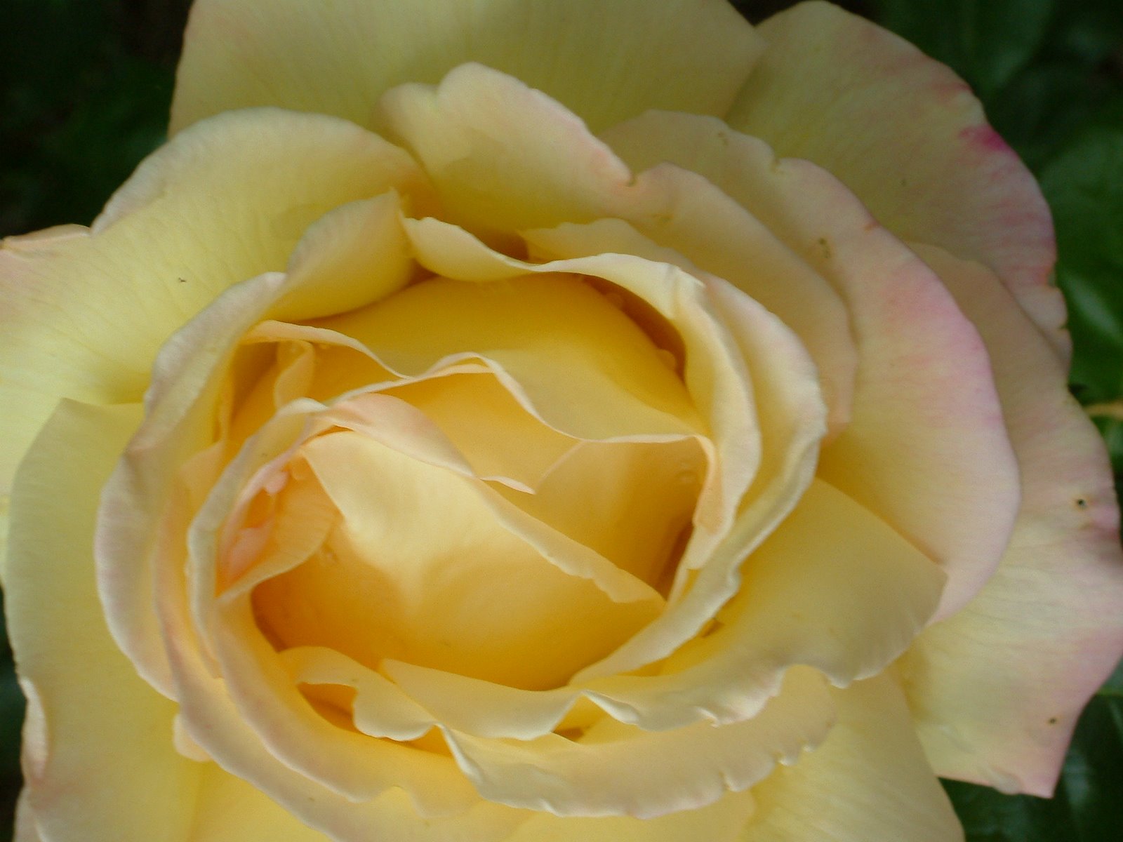 [Yellow+rose.JPG]