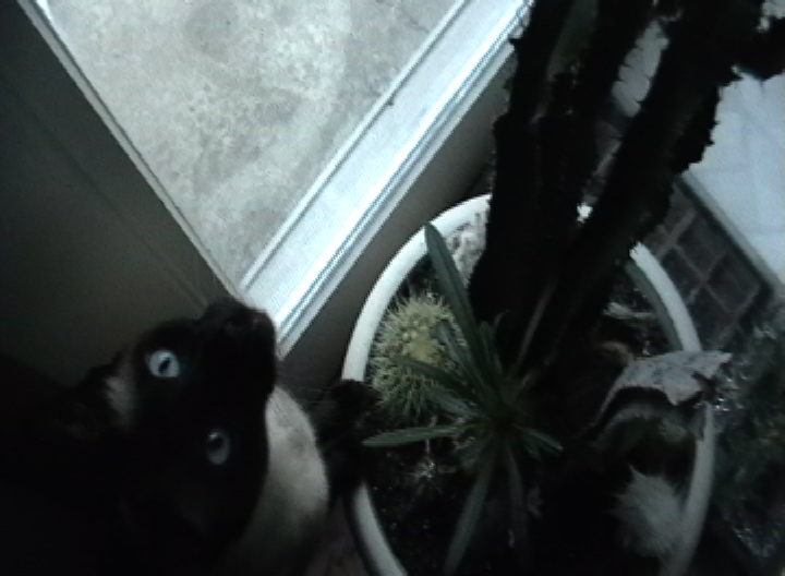 [cacti+cat.JPEG]