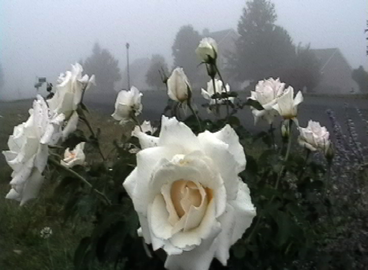 [many+white+roses.JPEG]