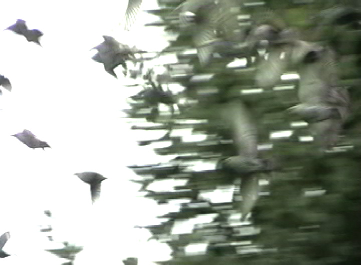 [b+blur+bird+7.JPEG]