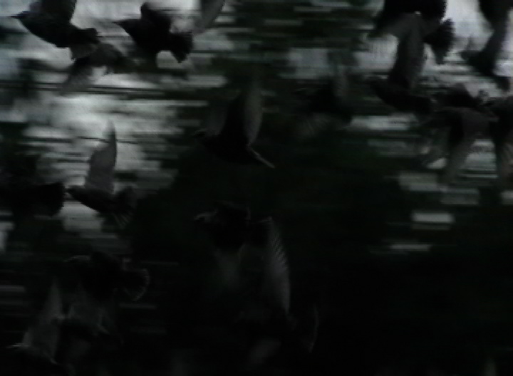 [b+blur+bird+5.JPEG]