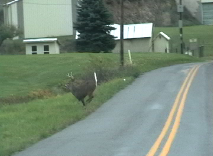 [oh+deer+cross+road.JPEG]