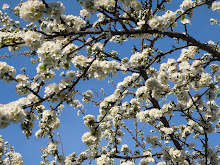 Plum Blossoms & A Spring Sky