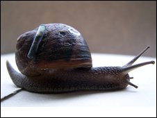 [snail-mailer.jpg]