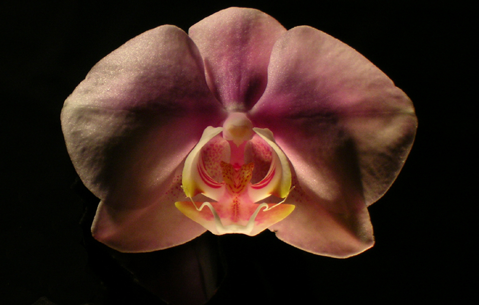 [February+Orchid+best.jpg]