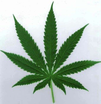 [cannabis_spp_leaf3.bmp]