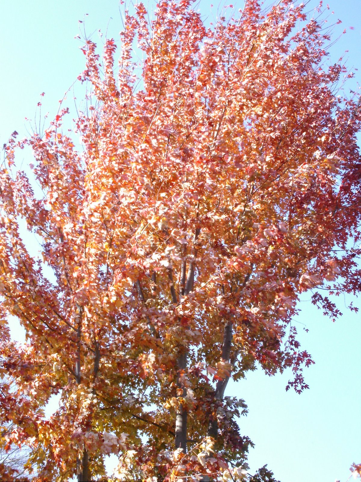 [Fall+Colors+006.jpg]