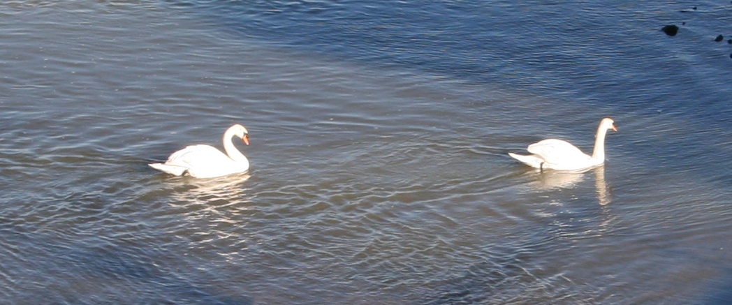 [Swans.jpg]