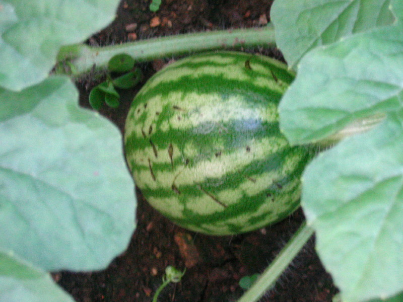 [watermelon+7-28.JPG]
