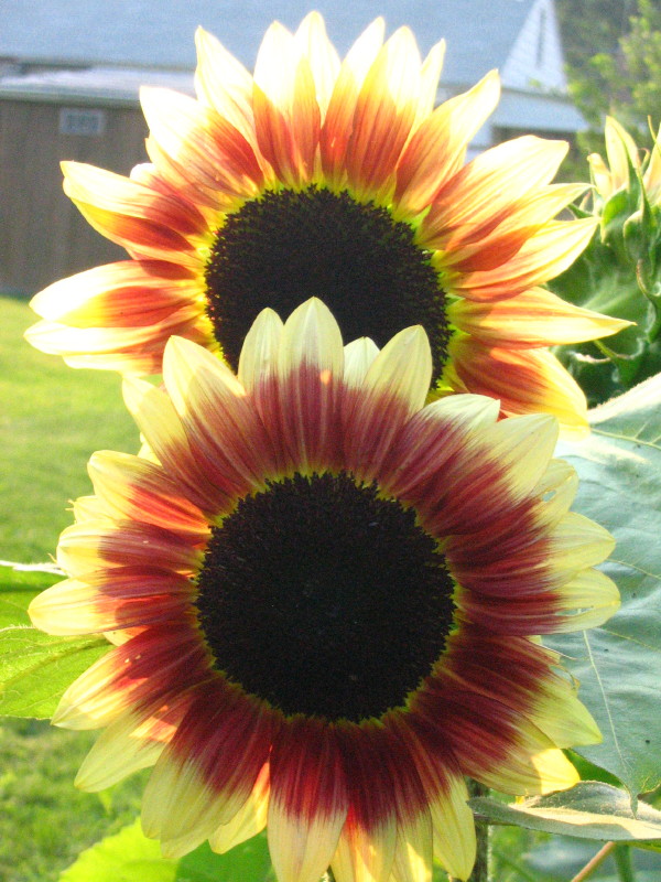 [7-19+sunflowers.JPG]