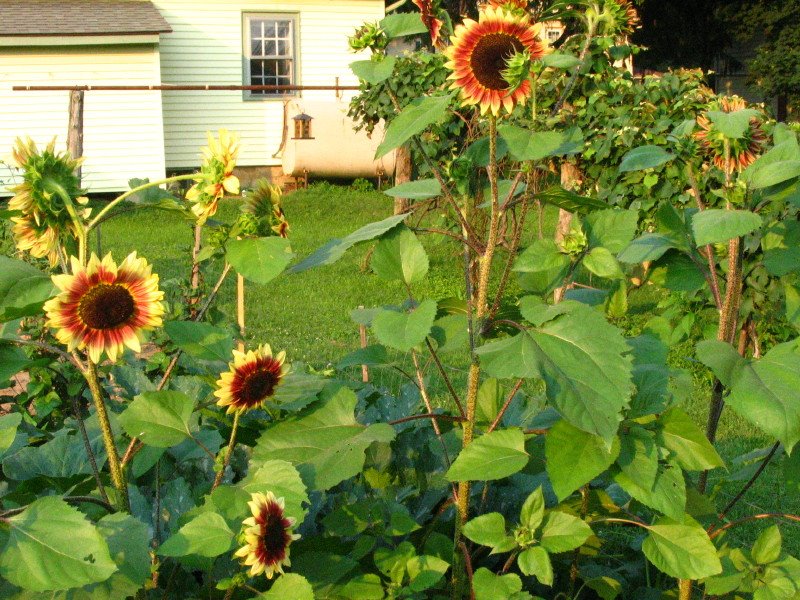 [7-19+sunflowers2.JPG]