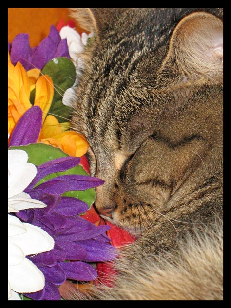 [Kitty-Wreath-1.jpg]