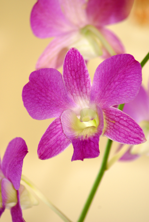 [gbbd-feb-orchid.jpg]