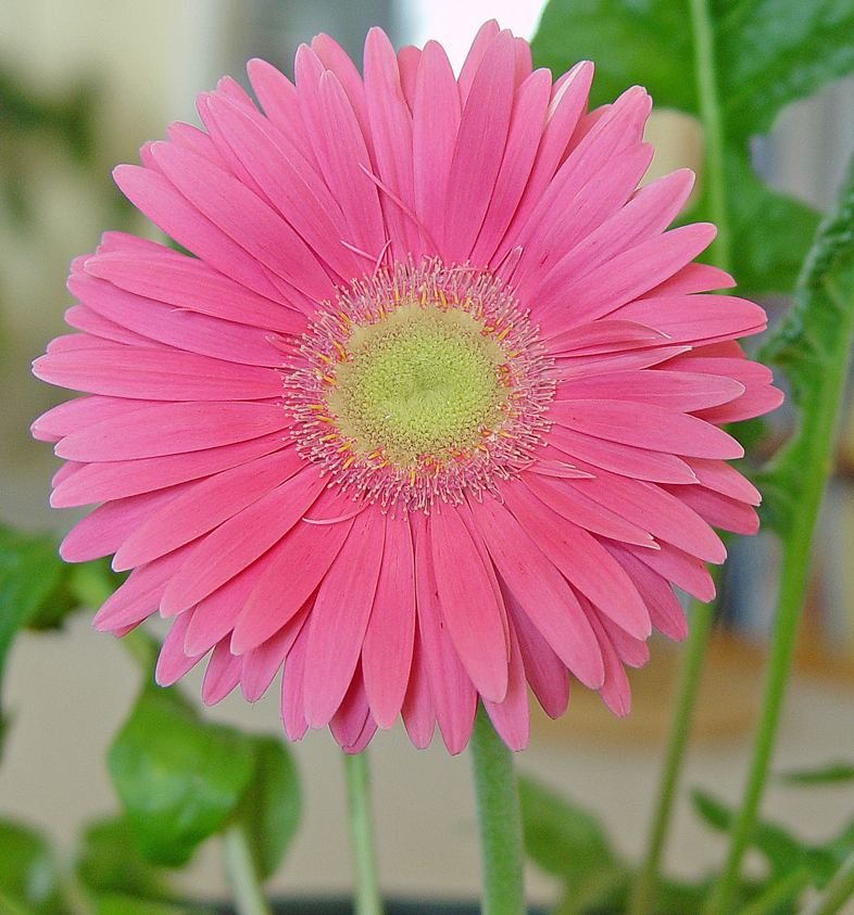 [2-23-08-Gerbera-flower-1.jpg]