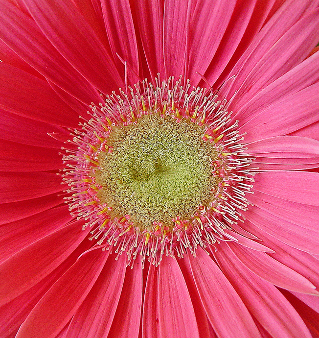[2-23-08-Gerbera-flower-3.jpg]