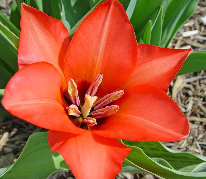 [4-22-08-Red-tulip.jpg]