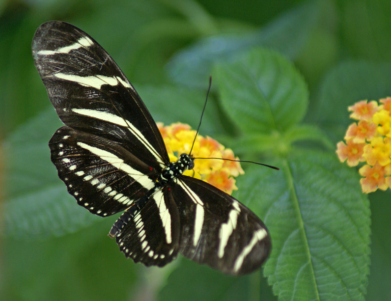 [5-28-08-Butterfly-exhibit-3.jpg]