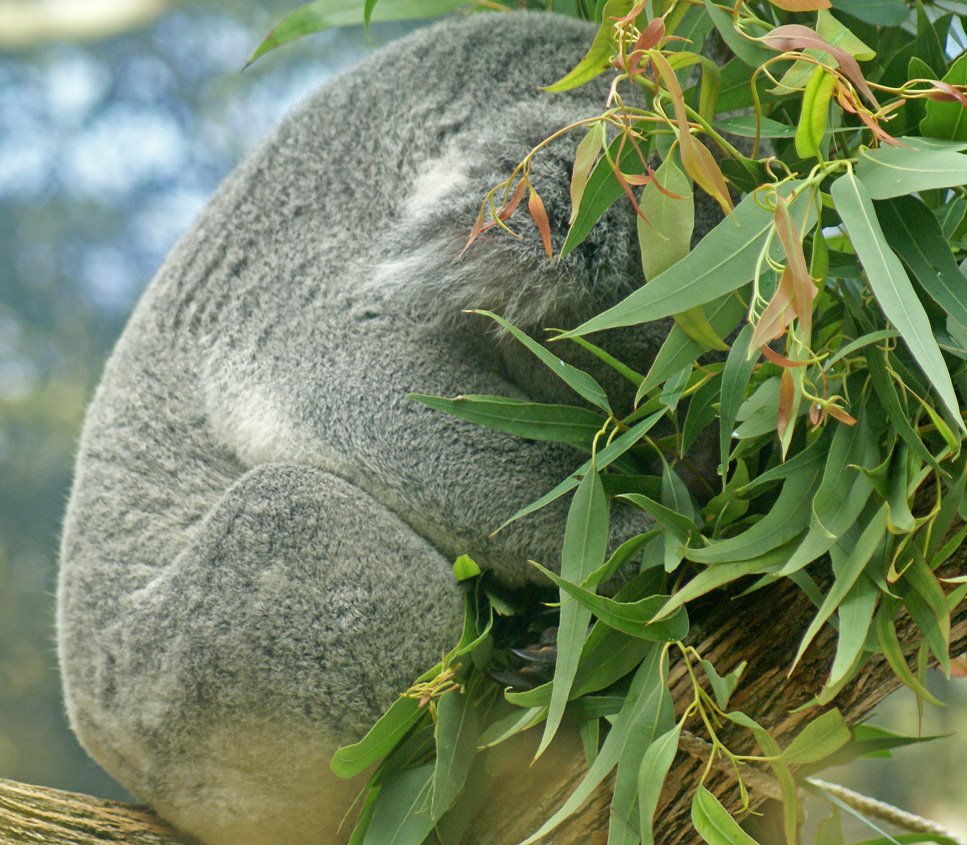 [5-30-08-koala-2.jpg]