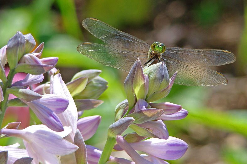 [7-15-08-Hosta-dragonfly.jpg]