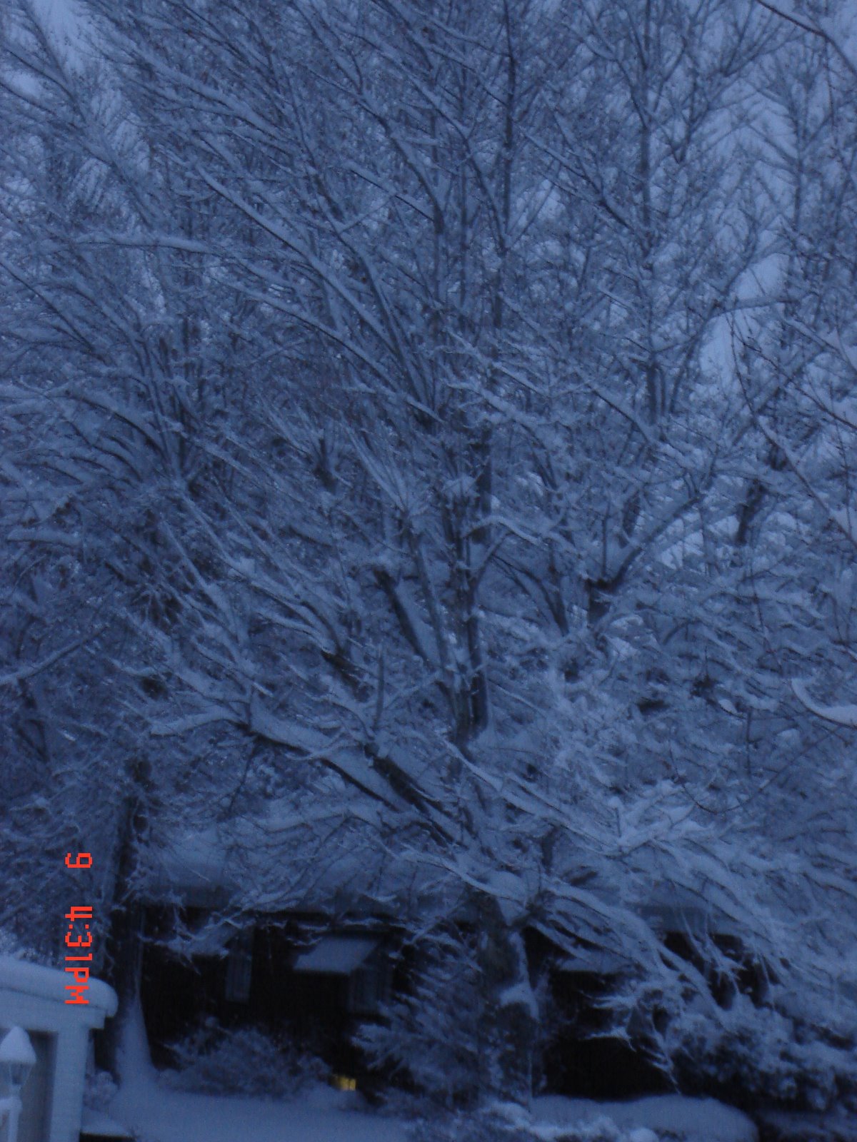 [snowcovered+tree.JPG]