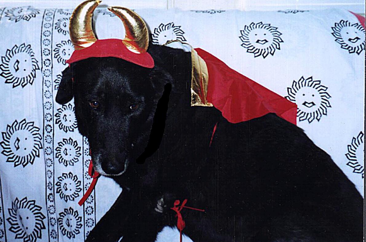 [devil+dog.jpg]