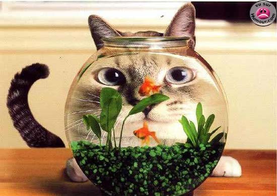 [Cat_vs_Fish.jpg]