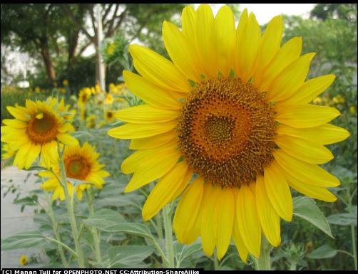 [sunflower.bmp]